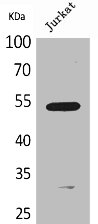 Western Blot analysis of Jurkat cells using BMP-3A Polyclonal Antibody