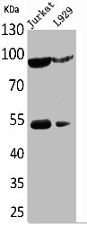 Western Blot analysis of Jurkat L929 cells using EPAS-1 Polyclonal Antibody