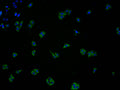 Immunofluorescence staining of HepG2 cells with CSB-PA005492LA01HU at 1:100, counter-stained with DAPI. The cells were fixed in 4% formaldehyde and blocked in 10% normal Goat Serum. The cells were then incubated with the antibody overnight at 4°C. The secondary antibody was Alexa Fluor 488-congugated AffiniPure Goat Anti-Rabbit IgG(H+L).