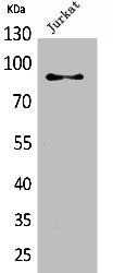 Western Blot analysis of Jurkat cells using HSP 90 Polyclonal Antibody