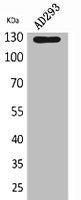 Western Blot analysis of AD293 cells using Arg Polyclonal Antibody.