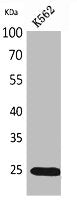 Western Blot analysis of K562 cells using IGFBP6 Polyclonal Antibody.