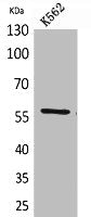 Western Blot analysis of K562 cells using Angptl1 Polyclonal Antibody.