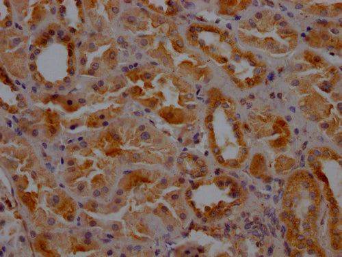 IHC image of CSB-PA005593LA01HU diluted at 1:200 and staining in paraffin-embedded human kidney tissue performed on a Leica BondTM system. After dewaxing and hydration, antigen retrieval was mediated by high pressure in a citrate buffer (pH 6.0). Section was blocked with 10% normal goat serum 30min at RT. Then primary antibody (1% BSA) was incubated at 4°C overnight. The primary is detected by a Goat anti-rabbit polymer IgG labeled by HRP and visualized using 0.05% DAB.