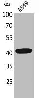 Western Blot analysis of A549 cells using L-Selectin Polyclonal Antibody.