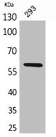 Western Blot analysis of 293 cells using ALPP/ALPPL2 Polyclonal Antibody.