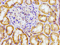 Immunohistochemistry of paraffin-embedded human kidney tissue using CSB-PA005614LA01HU at dilution of 1:100