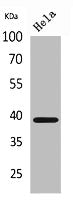 Western Blot analysis of HeLa cells using Bonzo Polyclonal Antibody.
