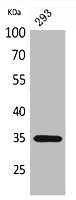 Western Blot analysis of 293 cells using RANKL Polyclonal Antibody.