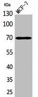Western Blot analysis of MCF7 cells using HSP70 Polyclonal Antibody.
