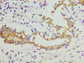 COL11A1 Antibody, FITC conjugated – Figure 1 of 1