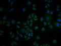 Immunofluorescence staining of A549 cells with CSB-PA005725LA01HU at 1:100, counter-stained with DAPI. The cells were fixed in 4% formaldehyde and blocked in 10% normal Goat Serum. The cells were then incubated with the antibody overnight at 4°C. The secondary antibody was Alexa Fluor 488-congugated AffiniPure Goat Anti-Rabbit IgG(H+L).