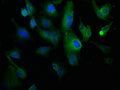 Immunofluorescence staining of U251 cells with CSB-PA005727OA01HU at 1:100, counter-stained with DAPI. The cells were fixed in 4% formaldehyde, permeabilized using 0.2% Triton X-100 and blocked in 10% normal Goat Serum. The cells were then incubated with the antibody overnight at 4°C. The secondary antibody was Alexa Fluor 488-congugated AffiniPure Goat Anti-Rabbit IgG(H+L).