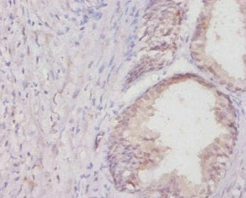 Col1a1 Antibody, HRP conjugated – Figure 1 of 1
