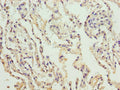 COL4A3 Antibody, HRP conjugated – Figure 1 of 1