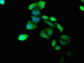 Immunofluorescence staining of Hela cells with CSB-PA005751NA01HU at 1:180, counter-stained with DAPI. The cells were fixed in 4% formaldehyde, permeabilized using 0.2% Triton X-100 and blocked in 10% normal Goat Serum. The cells were then incubated with the antibody overnight at 4°C. The secondary antibody was Alexa Fluor 488-congugated AffiniPure Goat Anti-Rabbit IgG(H+L).