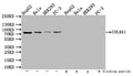 COL8A1 Antibody