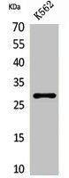 Western Blot analysis of K562 cells using ApoA-I Polyclonal Antibody.