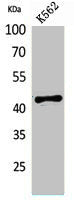 Western Blot analysis of K562 cells using ECA39 Polyclonal Antibody.