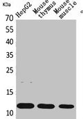 Western Blot analysis of HepG2, mouse thymus, mouse skeletal muscle cells using Eotaxin Polyclonal Antibody.