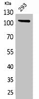 Western Blot analysis of 293 cells using Neuropilin Polyclonal Antibody.
