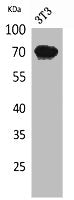 Western Blot analysis of NIH-3T3 cells using CD316 Polyclonal Antibody.