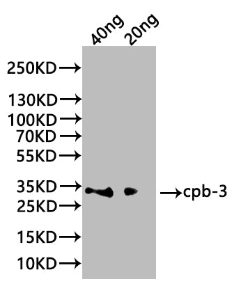 Western Blot
Positive WB detected in: recombinant protein
All lanes:cpb-3 Antibody at 1:1000
Secondary
Goat polyclonal to rabbit IgG at 1/20000 dilution
Predicted band size: 28.5 kDa
Observed band size: 30 kDa