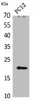 Western Blot analysis of PC12 cells using VEGF-B Polyclonal Antibody.