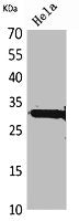 Western Blot analysis of HeLa cells using IL-33 Polyclonal Antibody.