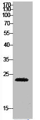 Western Blot analysis of HeLa cells using HMG-1 Polyclonal Antibody