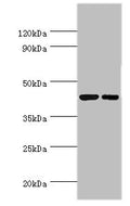 Western blot
All lanes: Cyclic AMP-responsive element-binding protein 3 antibody at 6ug/ml
Lane 1: Jurkat whole cell lysate
Lane 2: HepG2 whole cell lysate
Secondary
Goat polyclonal to rabbit IgG at 1/10000 dilution
Predicted band size: 44, 42, 40 kDa
Observed band size: 44 kDa