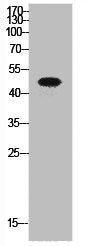 Western Blot analysis of HeLa cells using p53 Polyclonal Antibody