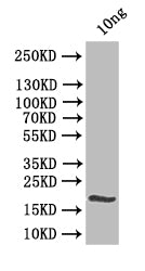 Western Blot
Positive WB detected in: recombinant protein
All lanes:clsA Antibody at 1:1000
Secondary
Goat polyclonal to rabbit IgG at 1/50000 dilution
Predicted band size: 21.8 kDa
Observed band size: 22 kDa