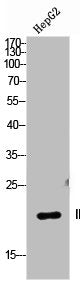 Western Blot analysis of HepG2 cells using IL-1F8 Polyclonal Antibody