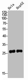 Western Blot analysis of HeLa HepG2 cells using IGFBP3 Polyclonal Antibody