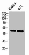 Western Blot analysis of AD293, 4T1 cells using IL-6Rα Polyclonal Antibody.