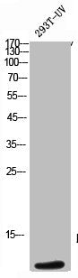 Western Blot analysis of 293T-UV cells using ApoC-III Polyclonal Antibody