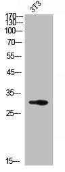 Western Blot analysis of NIH-3T3 cells using PSA Polyclonal Antibody