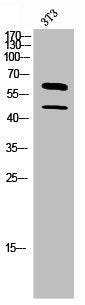 Western Blot analysis of 3T3 cells using M-CSF Polyclonal Antibody