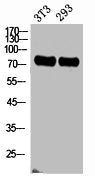 Western Blot analysis of NIH-3T3, 293 cells using ABCG2 Polyclonal Antibody.