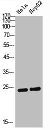 Western Blot analysis of Hela HepG2 cells using AID Polyclonal Antibody