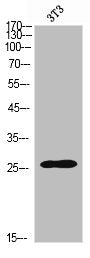 SOD2 Antibody – Figure 1 of 1