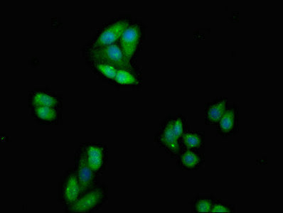 Immunofluorescent analysis of HepG2 cells using CSB-PA006163LA01HU at dilution of 1:100 and Alexa Fluor 488-congugated AffiniPure Goat Anti-Rabbit IgG(H+L)