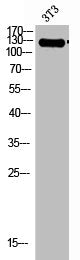 Western Blot analysis of 3T3 cells using Integrin α2 Polyclonal Antibody