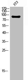 Western Blot analysis of 3T3 cells using Integrin β3 Polyclonal Antibody