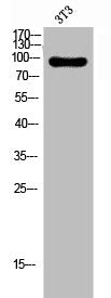 Western Blot analysis of 3T3 cells using P-Selectin Polyclonal Antibody