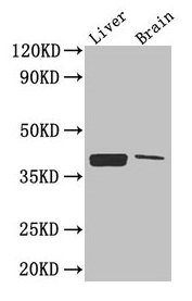 CXCR4 Antibody, FITC conjugated – Figure 1 of 3