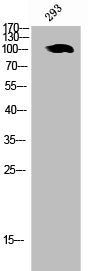 Western Blot analysis of 293 cells using CD315 Polyclonal Antibody