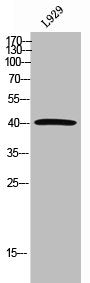 Western Blot analysis of L929 cells using GDF-3 Polyclonal Antibody