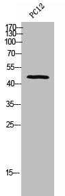 Western Blot analysis of PC-12 cells using BMP-15 Polyclonal Antibody
